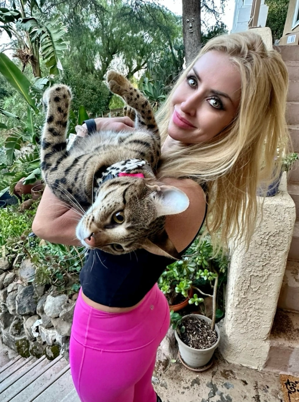 F1 Savannah Cat
Leash Training for Cats
Walking with Savannah Cat or Bengal Cat