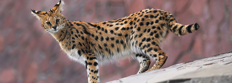 Serval is staring at the camera lens while hunting, close-up.jpg