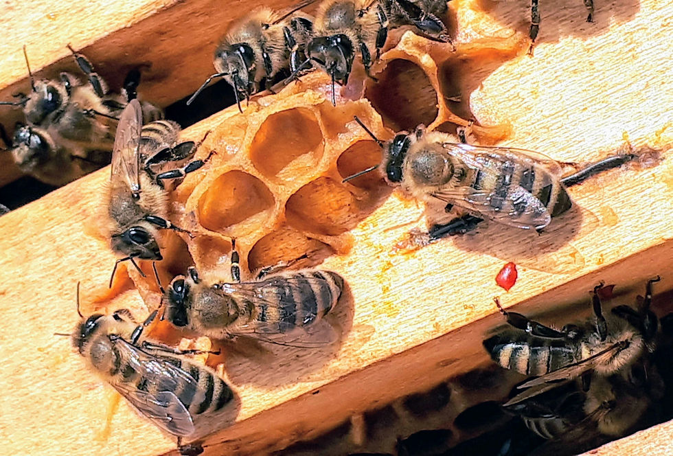 The Work of the Bees