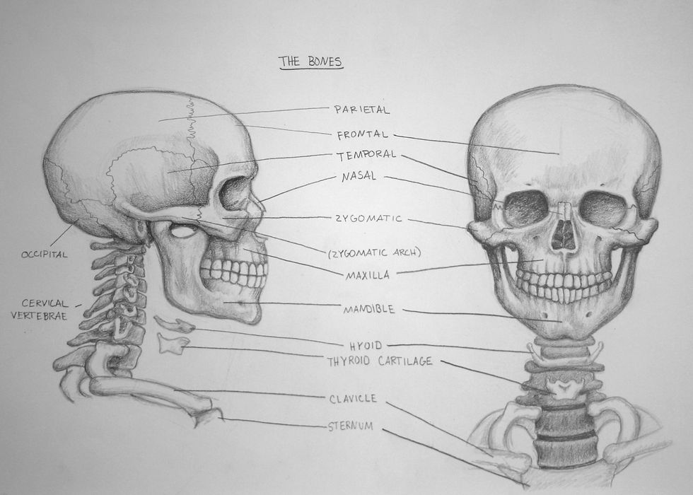Anatomy of the Head
