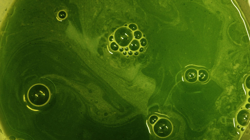 green.jpg