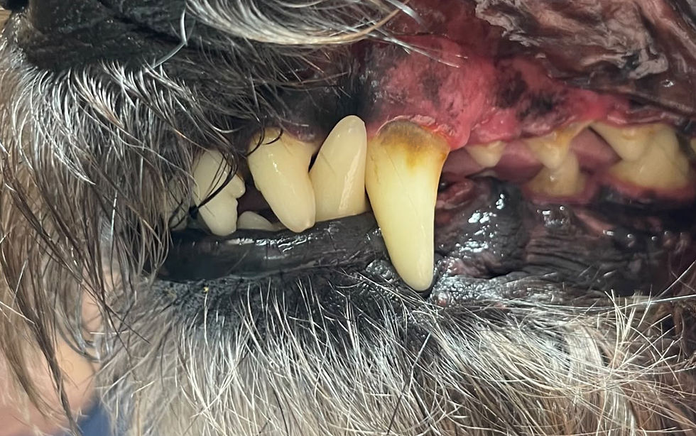 Dog teeth with tartar for dental services and pricing