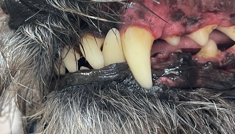 Close-up of dog's teeth and gums for dental services.