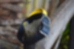 Thumbnail: 1.5” Biothane Collar with Built-In Handle