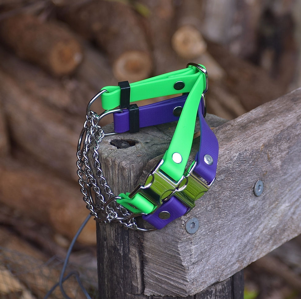 Thumbnail: 3/4" Biothane Martingale With Quick Release Buckle