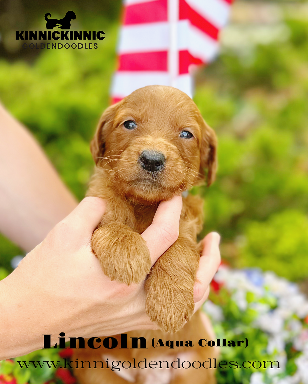LP2026SUMMER_LINCOLN
