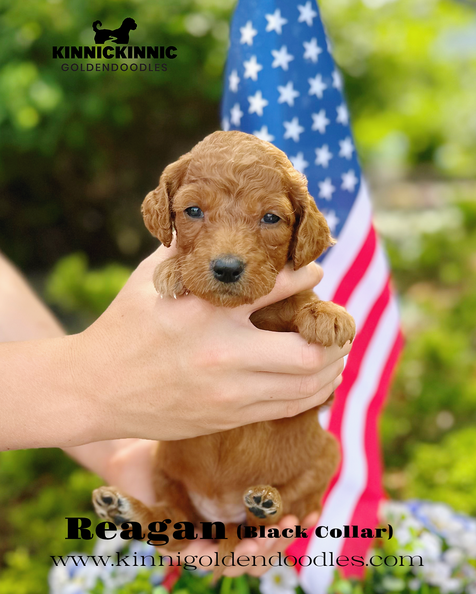LP2026SUMMER_REAGAN