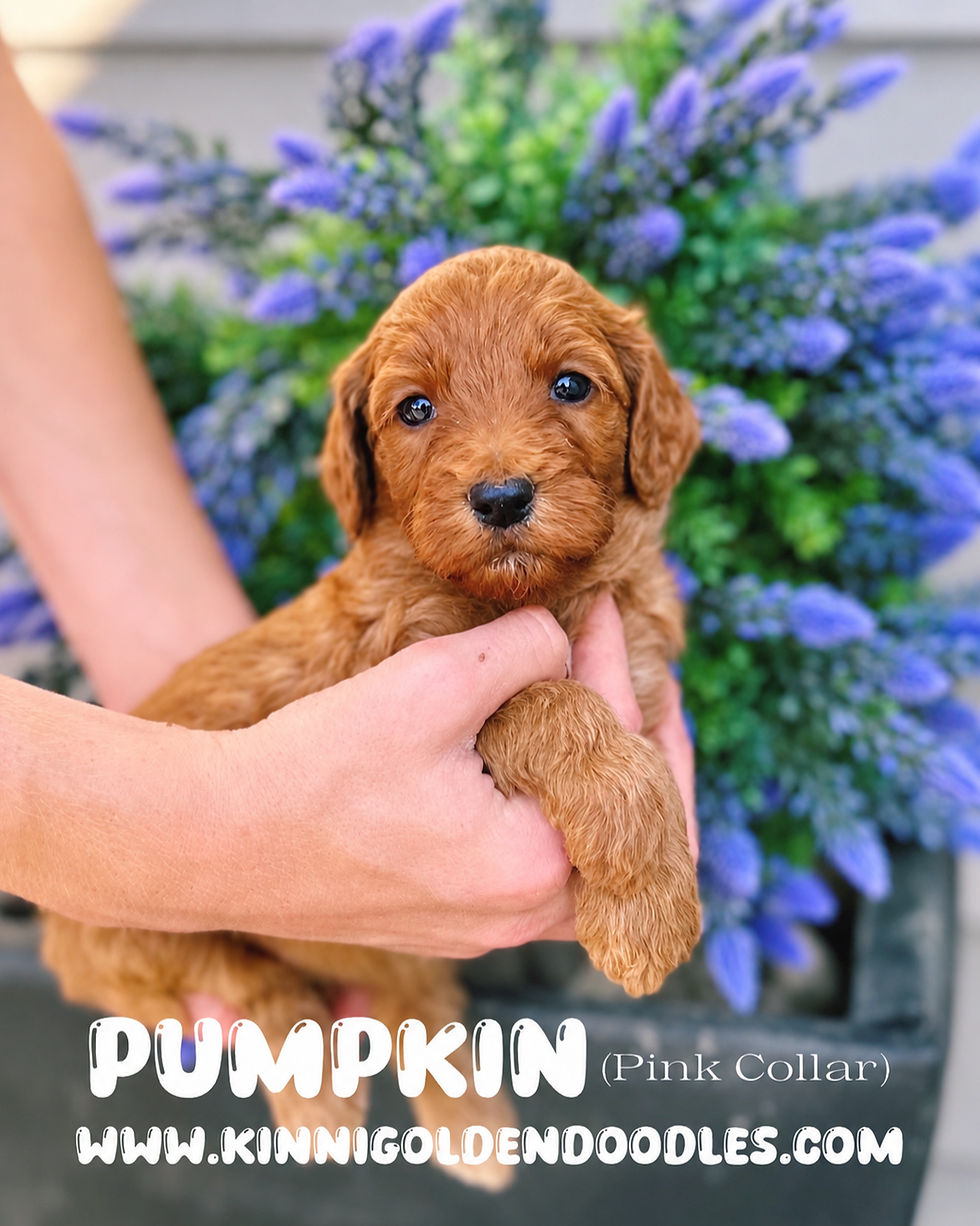 KP2026FALL_PUMPKIN