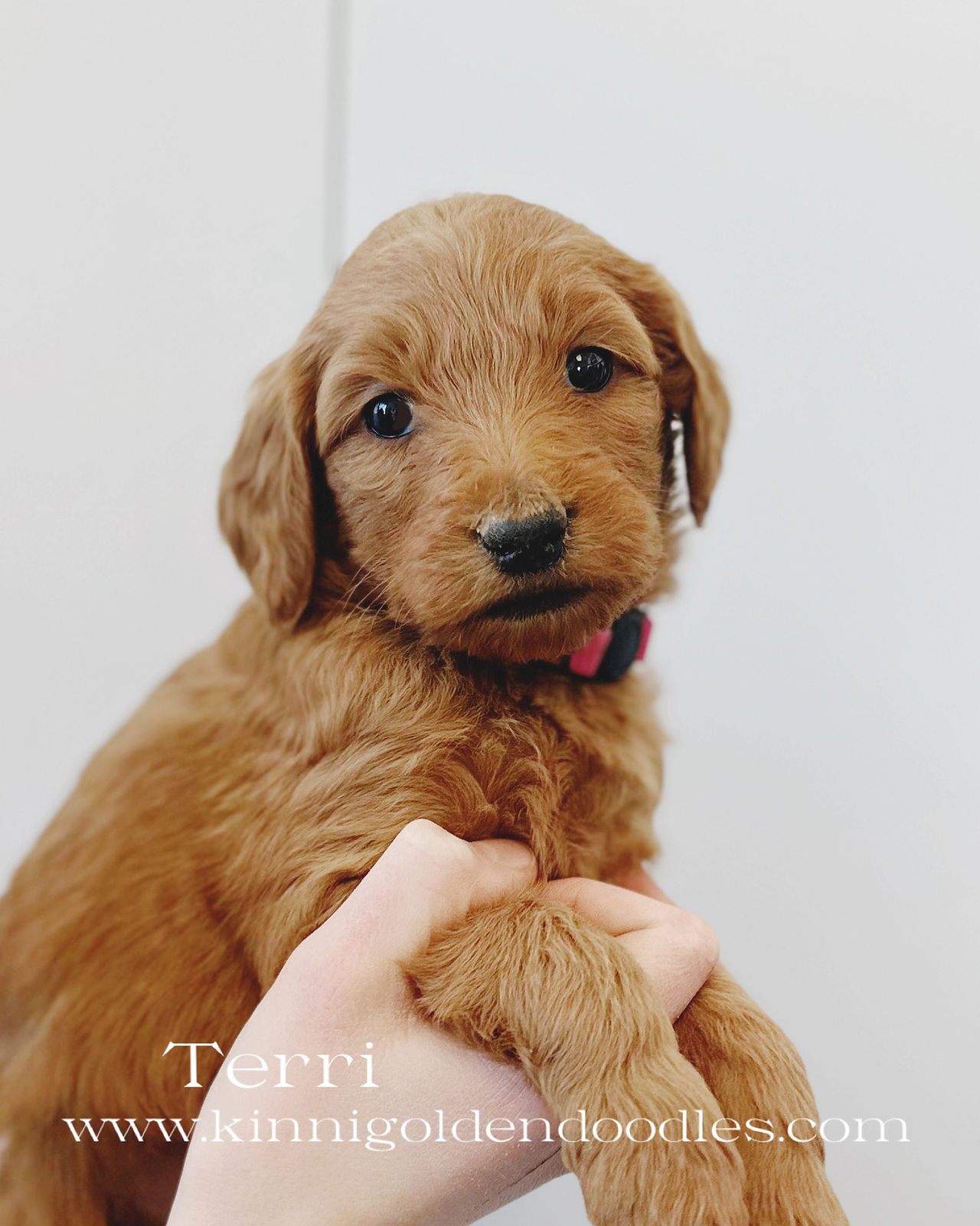 F1b Medium Goldendoodle Terri