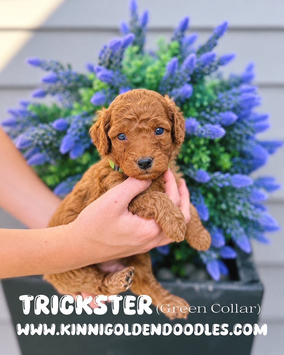 KP2026FALL_TRICKSTER