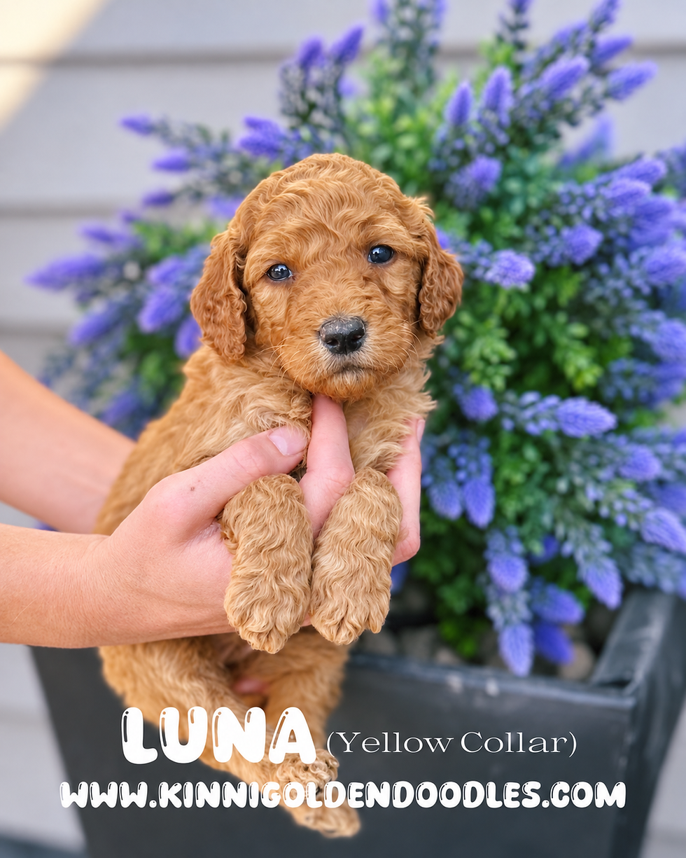 KP2026FALL_LUNA