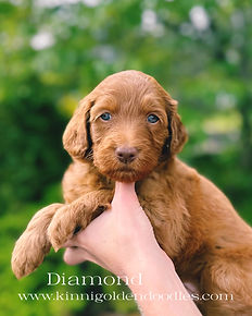 KP2025DIAMOND.png