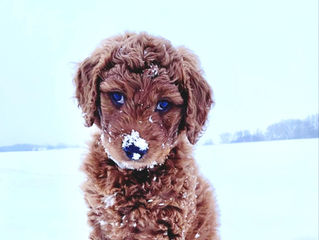 Wintertime Puppy