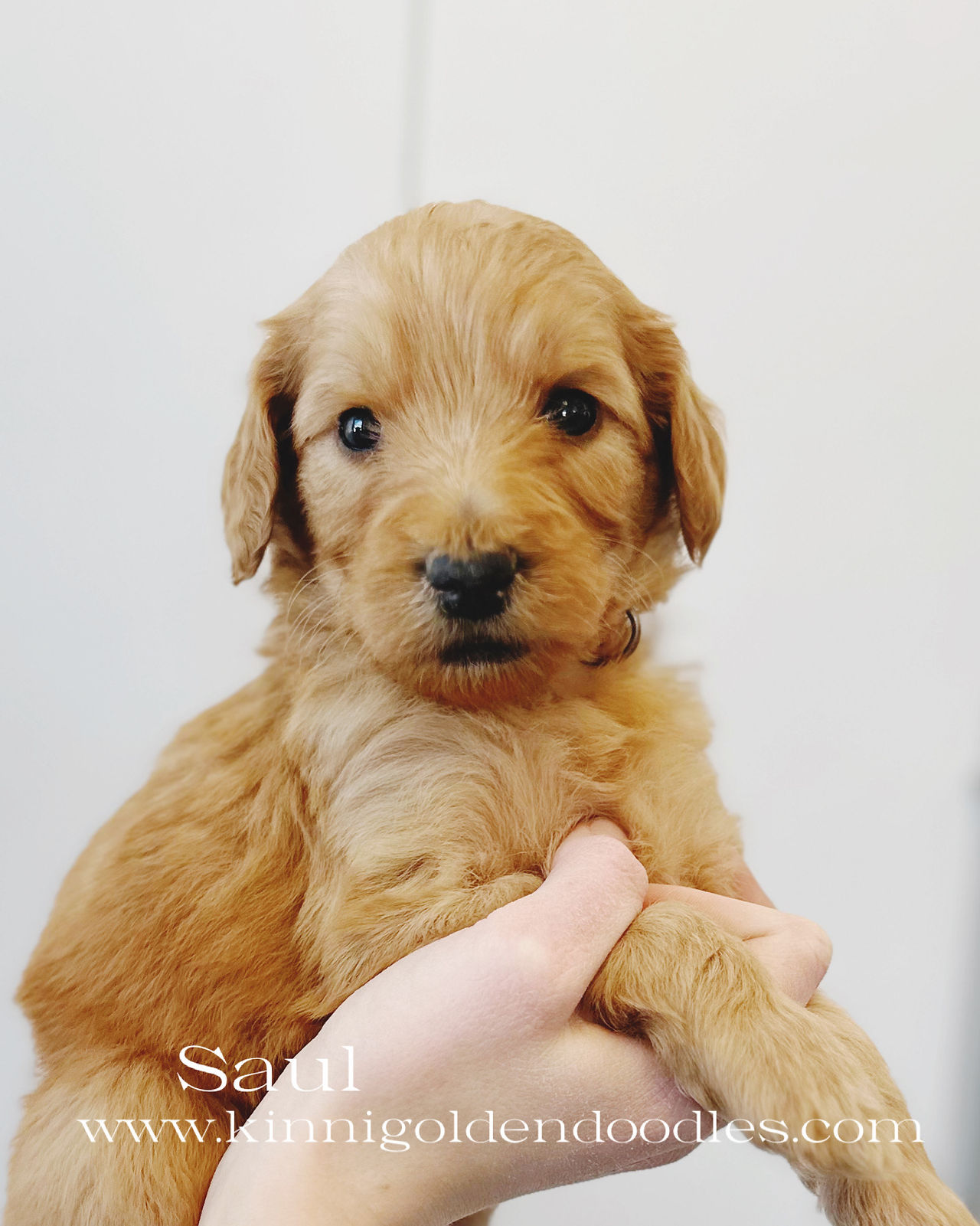 F1b Medium Goldendoodle Saul
