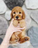 f1b medium goldendoodle puppy