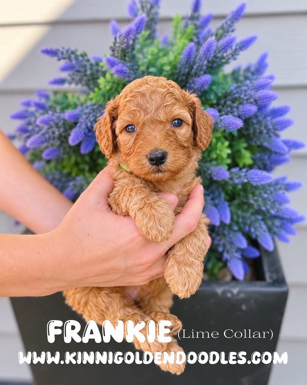 KP2026FALL_FRANKIE