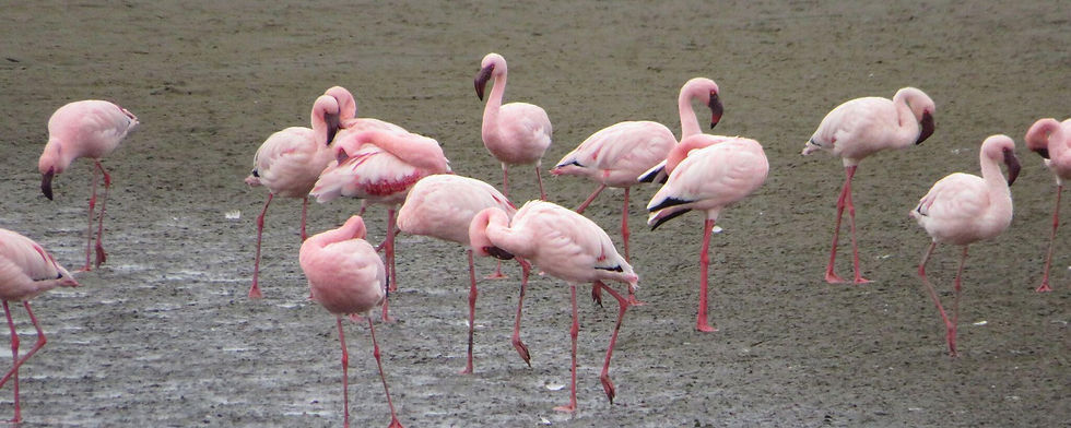 Flamingos at Lagoon and Sandwhich Harbor