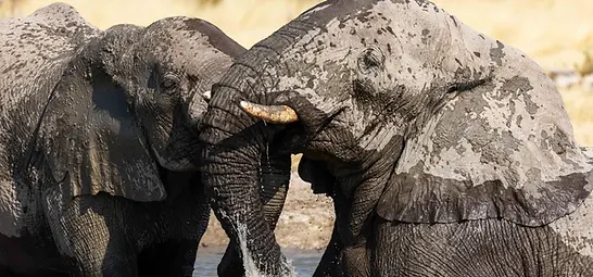 Etosha Heights Private Reserve Elephant