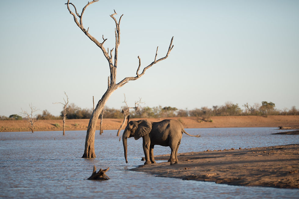 beautiful-shot-african-elephant-standing-lake.jpg
