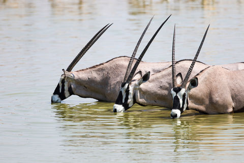 closeup-shot-three-gemsboks-drinking-waterhole.jpg