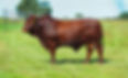 Bonsmara smaller.jpg