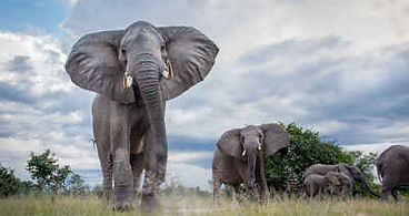 Etosha elephants