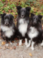Hundekrippe