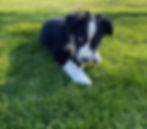 Hundekrippe