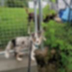 Hundekrippe