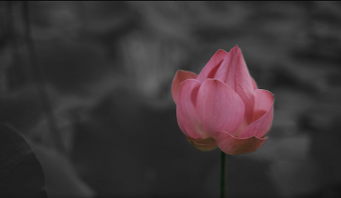 Website - Lotus Still.png