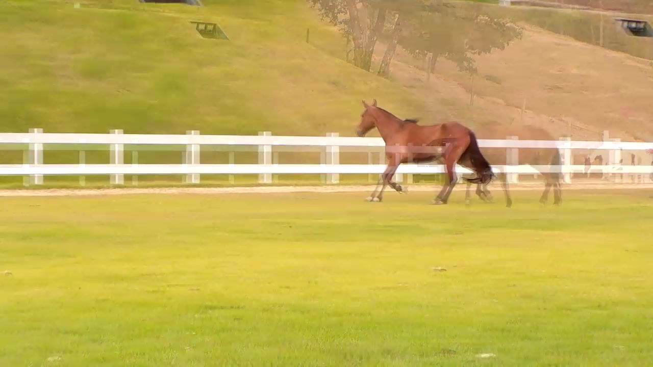Lote: 31 Madona dos Coqueiros