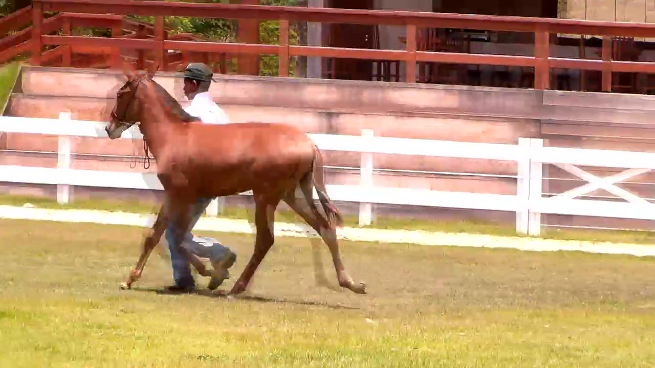 Lote: 18  Tabuada dos Coqueiros