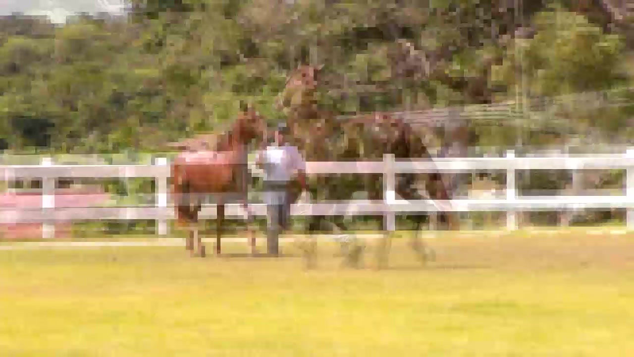 Lote: 08   Sassá dos Coqueiros