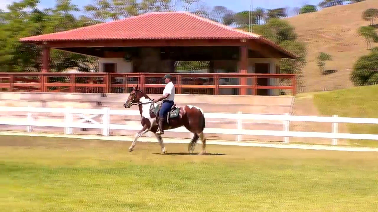 Lote: 06  Qualidade dos Coqueiros
