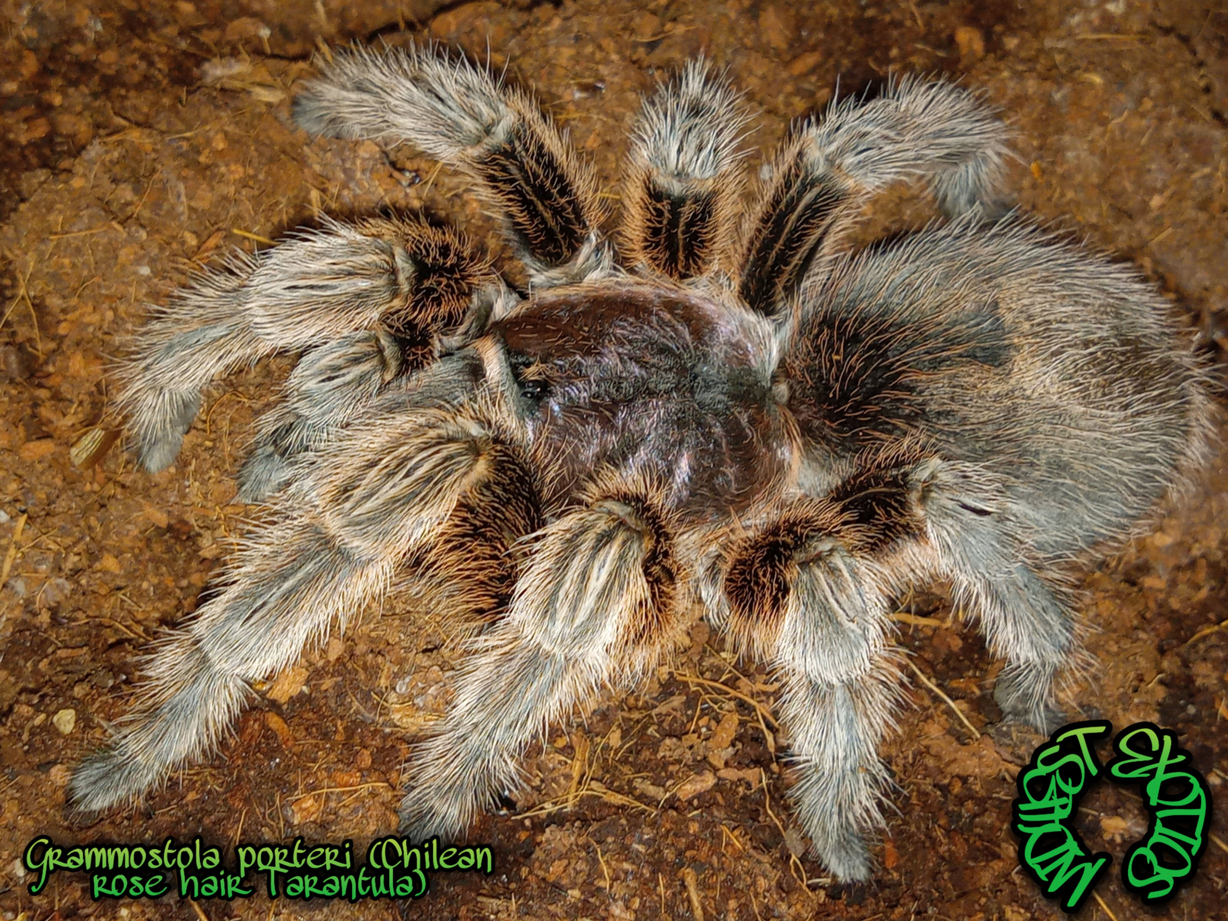 Grammostola Porteri (Chilean Rose Hair Tarantula) 5" Inch Female