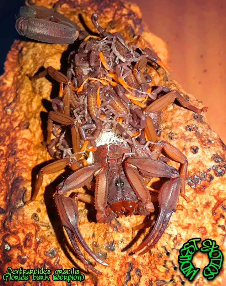 X5 Centruroides Gracilis (Florida bark scorpion) *SCORPLINGS* RedxPurple