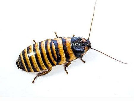 Halloween hisser cockroach nymphs