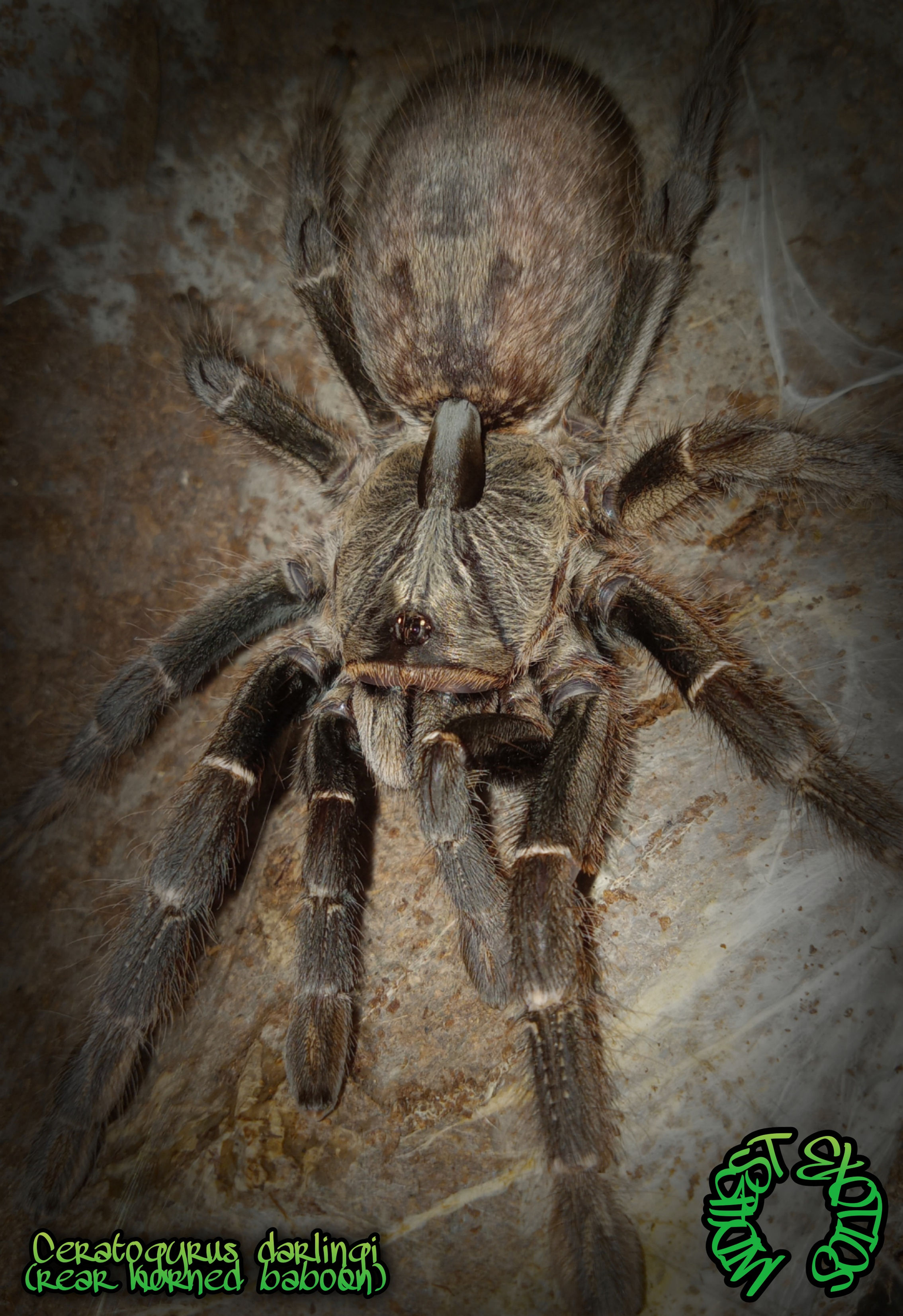 Ceratogyrus Darlingi (Rear Horned Baboon) 4.5 Inch Female