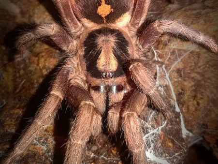 Adult female H. Sp Colombia large (pumpkin patch tarantula.  Up for grabs pm or text 224-363-7069