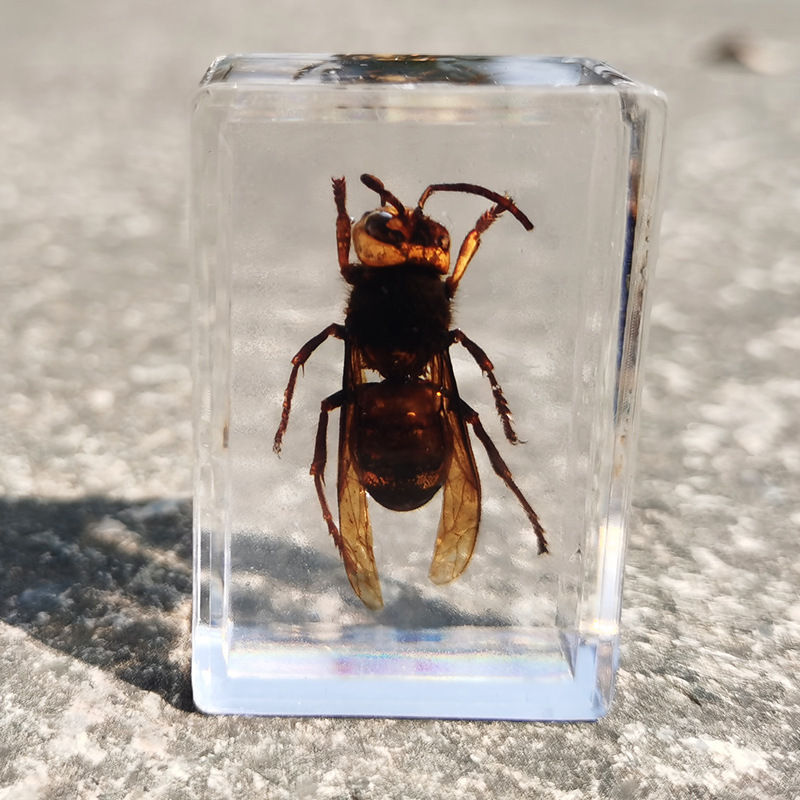 Thumbnail: Real Insect Specimen Transparent Resin Decoration