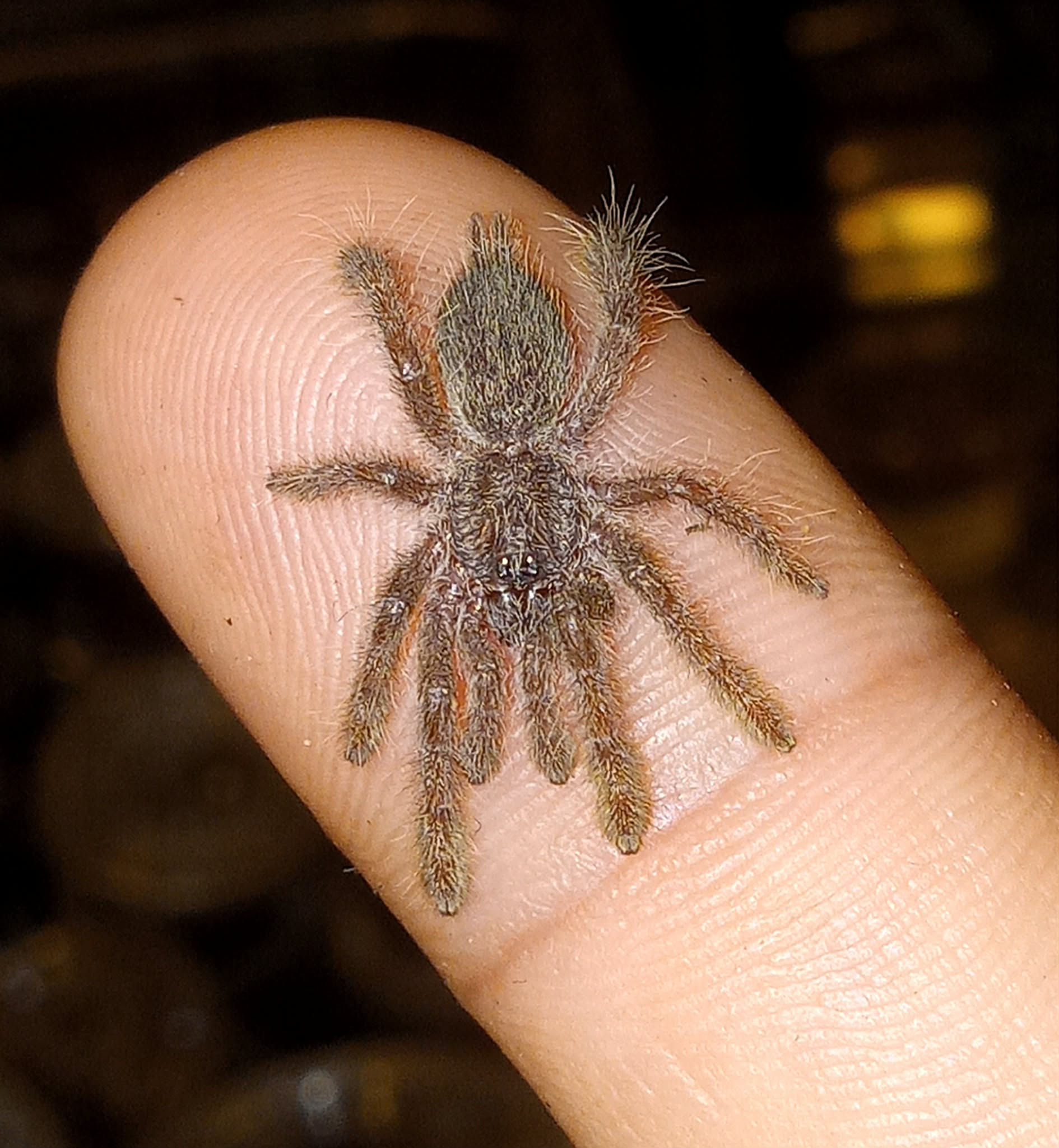 Heteroscrodra maculata (Togo Starburst Baboon)