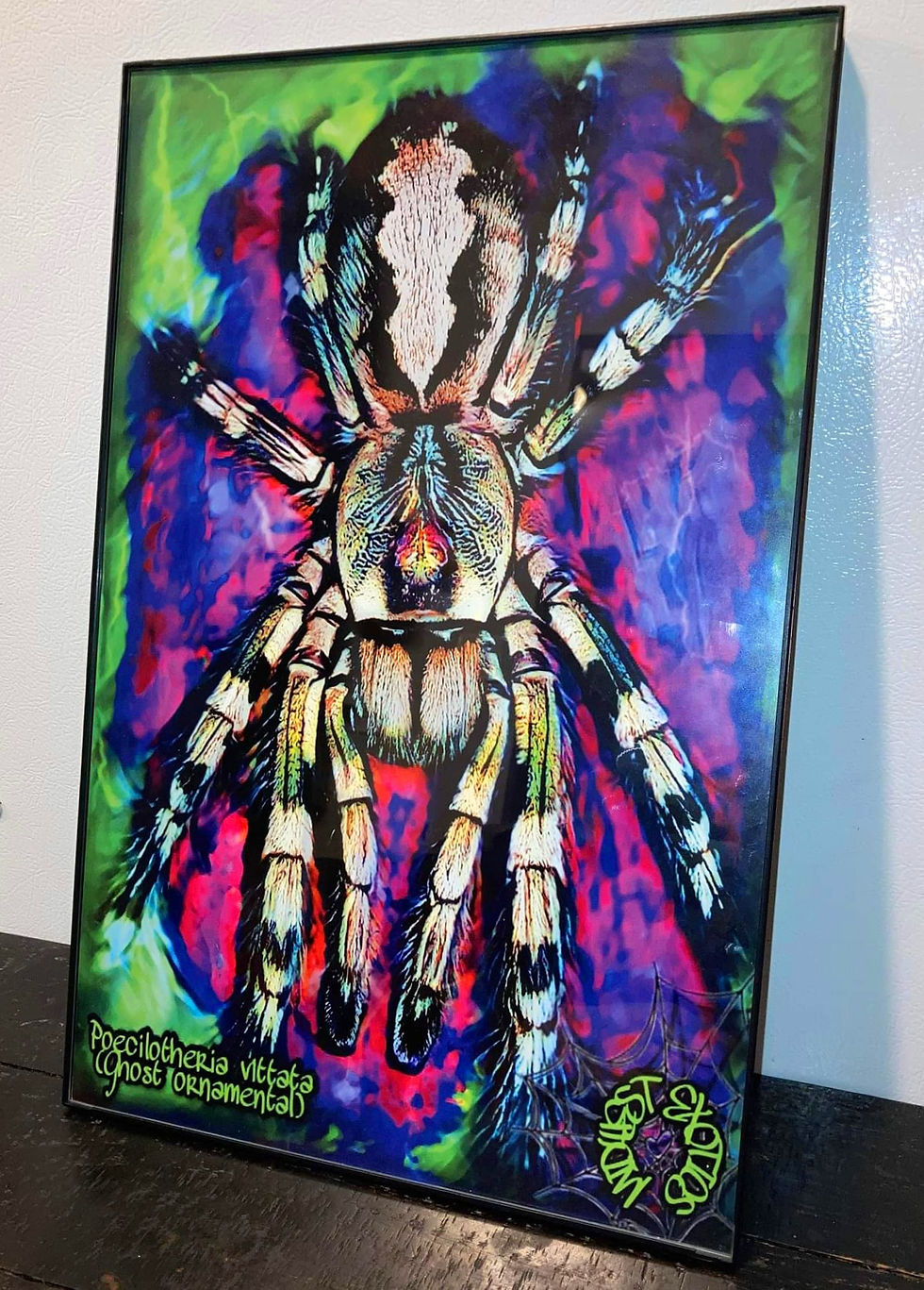 Thumbnail: 11"x17" Poecilotheria vittata (ghost ornamental) Poster