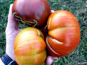 Three large heirloom tomatoes with severe cracking and splitting caused by inconsistent watering, held in a gardener’s hand outdoors