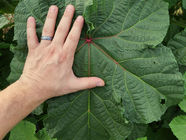 What to Cook With All That Okra (Because There’s Always More Coming)