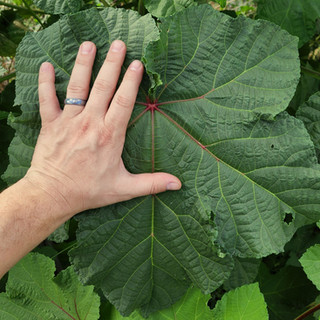 Large Motherland Okra Leaf