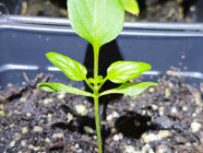 When a Seedling Grows Without a Tip: Understanding “Blind” Seedlings