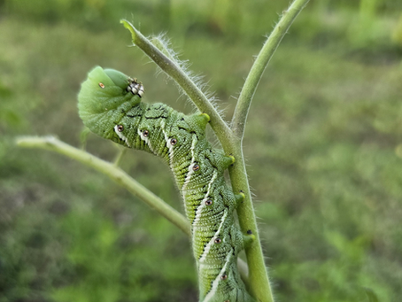 Close-up of a Tobacco Hornworm caterpillar on a tomato plant leaf, showing its green camouflage, white stripes, and distinctive horn.