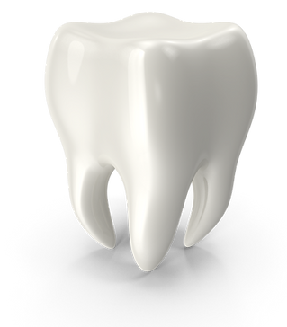 Human Tooth.G07.2k.png
