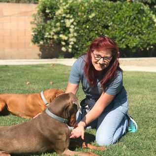 Woman kneeling on grass petting two large brown dogs outdoors.