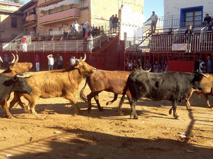 Seis días de festejos taurinos en La Almunia